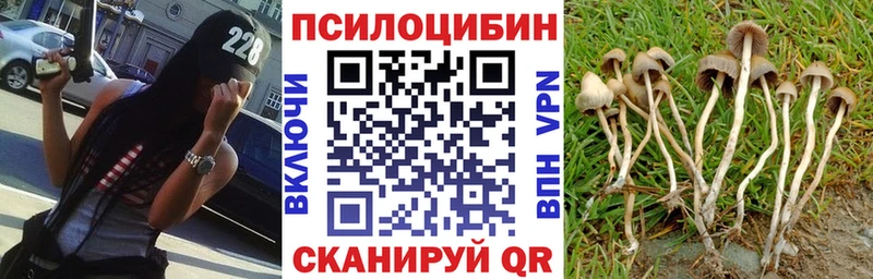 Галлюциногенные грибы Psilocybine cubensis  Старая Русса 
